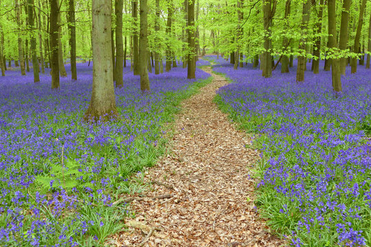 Magical bluebells woods in Hertfordshire, England