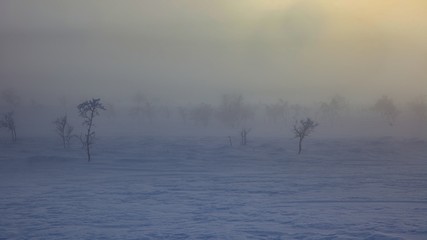 frozen trees in northern lappland