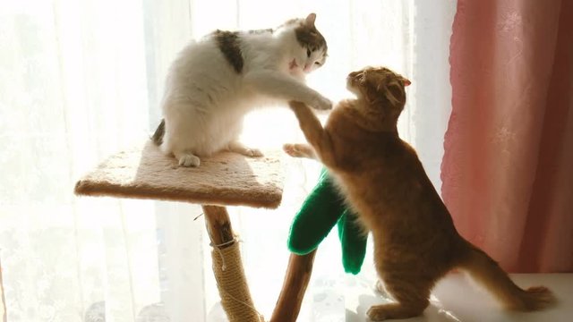 Funny cat fights two cats at home