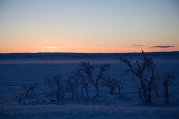 beautiful frozen trees in northern lappland