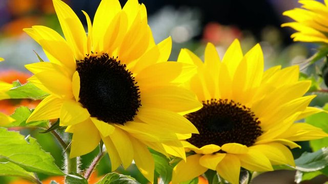 Beautiful yellow sunflower in the sun