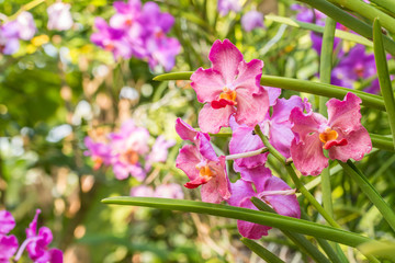 Pink orchids, Mokara, Vanda.