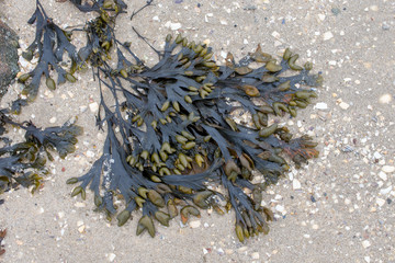 Blasentang, Fucus vesiculosus