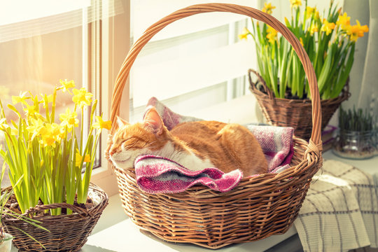 Morning sunlight on the sleeping red cat in basket with daffodils