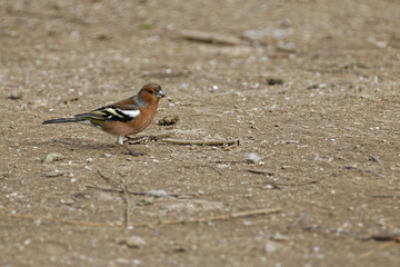 chaffinch