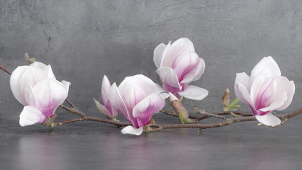 Naklejka premium Piękna gałąź kwitnąca magnolia