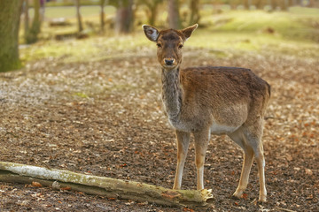 deer