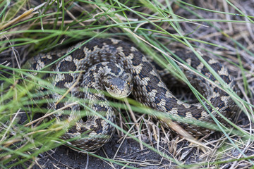 Vipera ursinii rakosiensis; Hungarian subspecies of meadow viper, Ursini's viper, meadow adder.