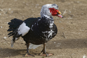 ducks and geese