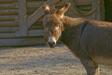 Fototapeta premium donkey
