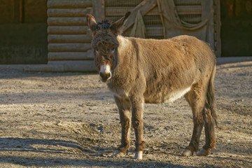 Fototapeta premium donkey