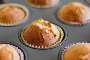 Close up of freshly baked, home made lemon cupcake in muffin tin with paper liner