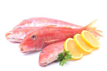 Fish mullet