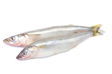 Smelt fish