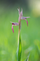 Orchidaceae Serapias Lingua