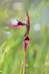 Orchidaceae Serapias Lingua