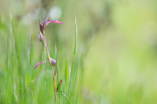Orchidaceae Serapias Lingua