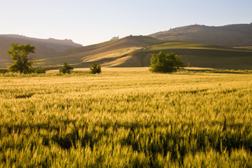 Farmland landscape, Sicily