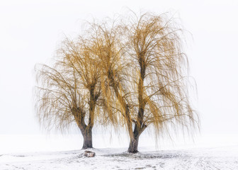 Trees with frozen lake in the background