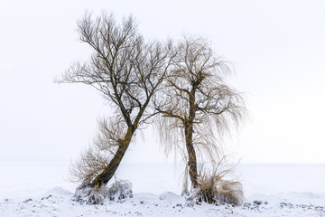 Fototapeta na wymiar Trees with frozen lake in the background