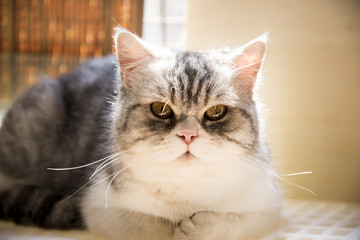 british shorthair cat 