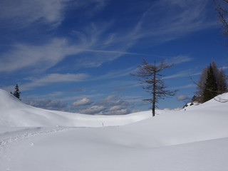 Einsamer Baum in Winterlandschaft