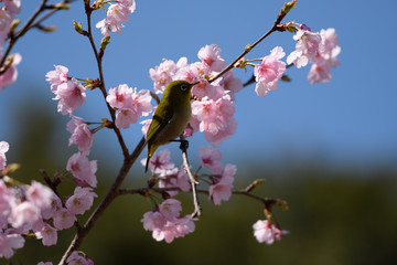 大寒桜とメジロ