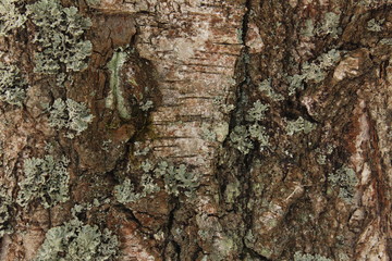 Background natural texture of tree bark