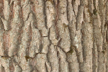 Background natural texture of tree bark
