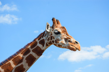 the head of a giraffe against a blue sky