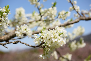 スモモの花