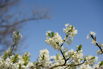 スモモの花