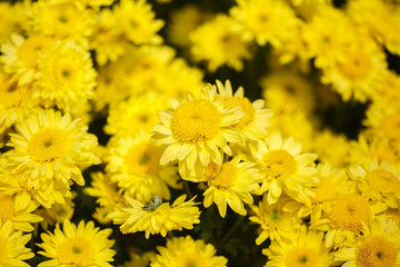 beautiful chrysanthemum flower blooming in garden