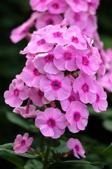 Phlox in Pink Makro