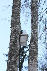 Winter forest landscape