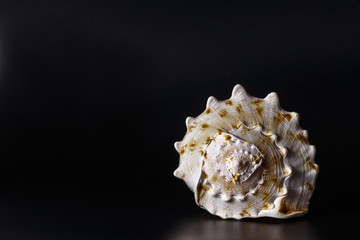 Big beautiful sea shell on black background