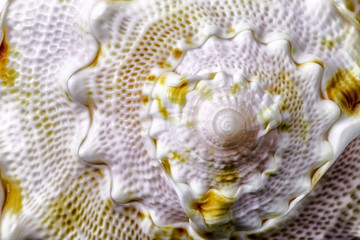 Detail of beautiful large sea shell macro