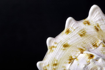 Detail of beautiful large sea shell on black background