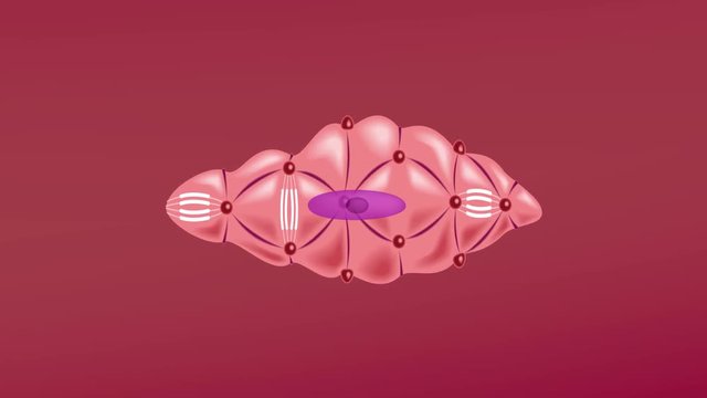 Smooth Muscle Images – Browse 7,776 Stock Photos, Vectors, and Video | Adobe Stock Smooth Muscle Images – Browse 7,776 Stock Photos, Vectors, and Video | Adobe Stock