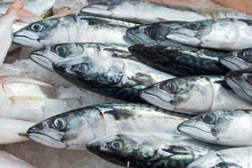 Whole Atlantic mackerel (Scomber scombrus) fishes isolated