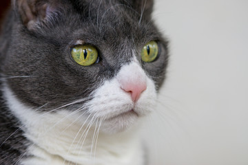 Close Up of a Gray and White Cat