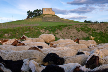 Fototapeta premium Ruins of Frederick II's castle in Gravina in Puglia with sheep in the foreground. Apulia region, Italy