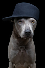 beautiful thai ridgeback dog in cap
