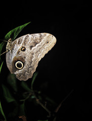 Mariposa buho