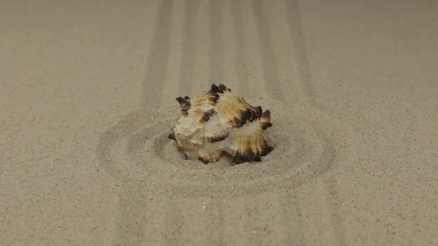 Zoom of a beautiful sea shell lying in a circle of sand.