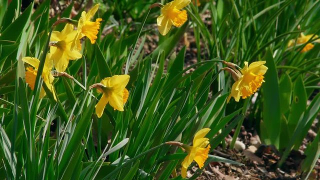 Daffodils dancing in the wind