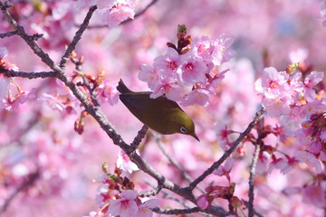 メジロと河津桜