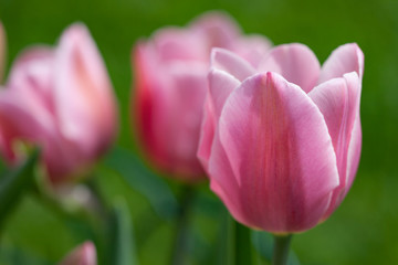 rosa Tulpen und schönen Bokeh als Nahaufnahme