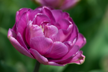 lila Tulpe und schönen Bokeh als Nahaufnahme