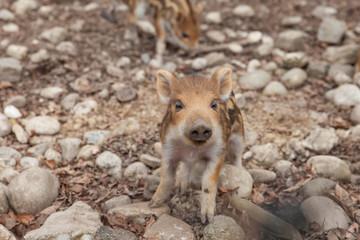 Wildschwein lieblich herzigen Frischlinge